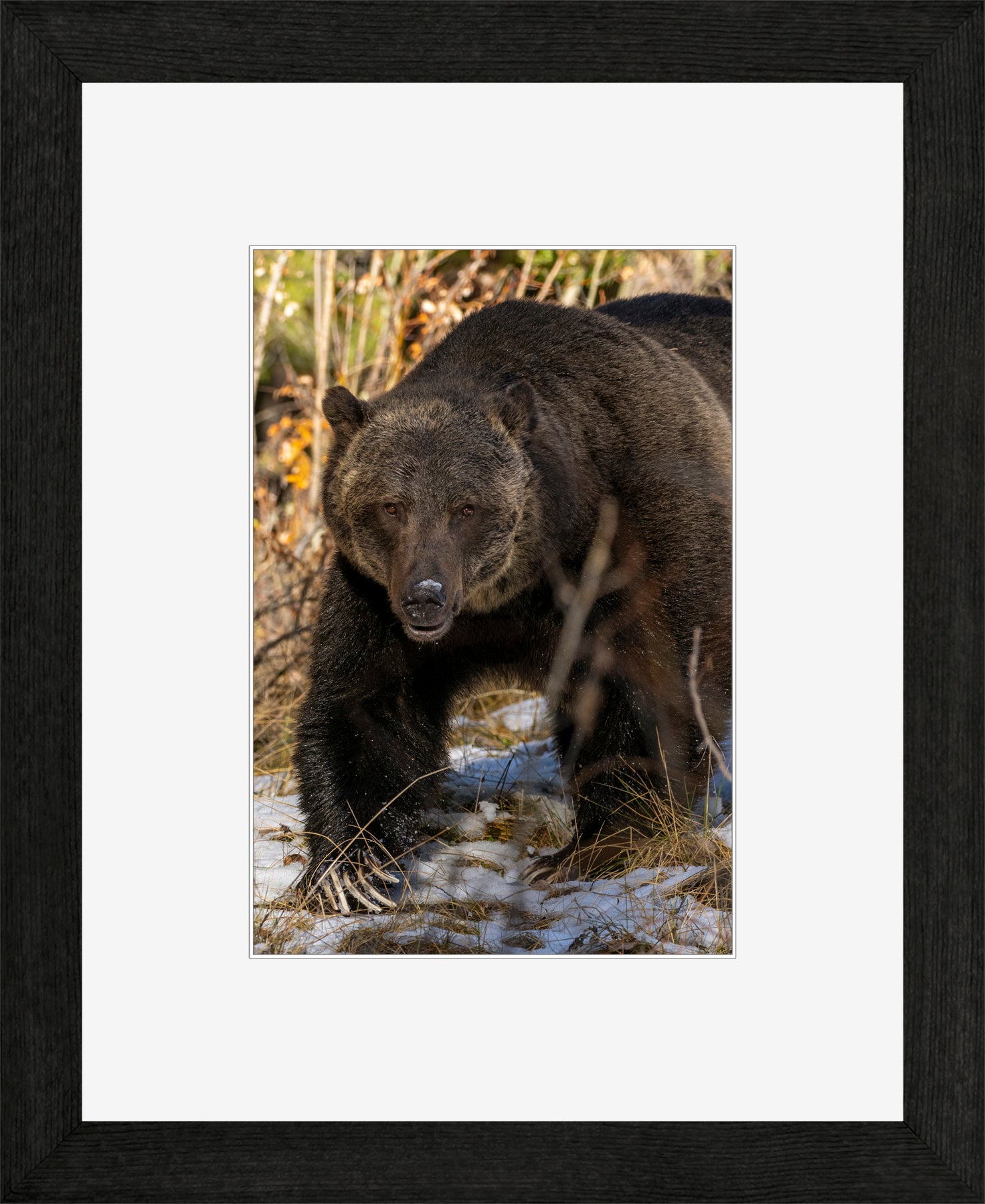 Canadian Wood Frame Black/White Mat