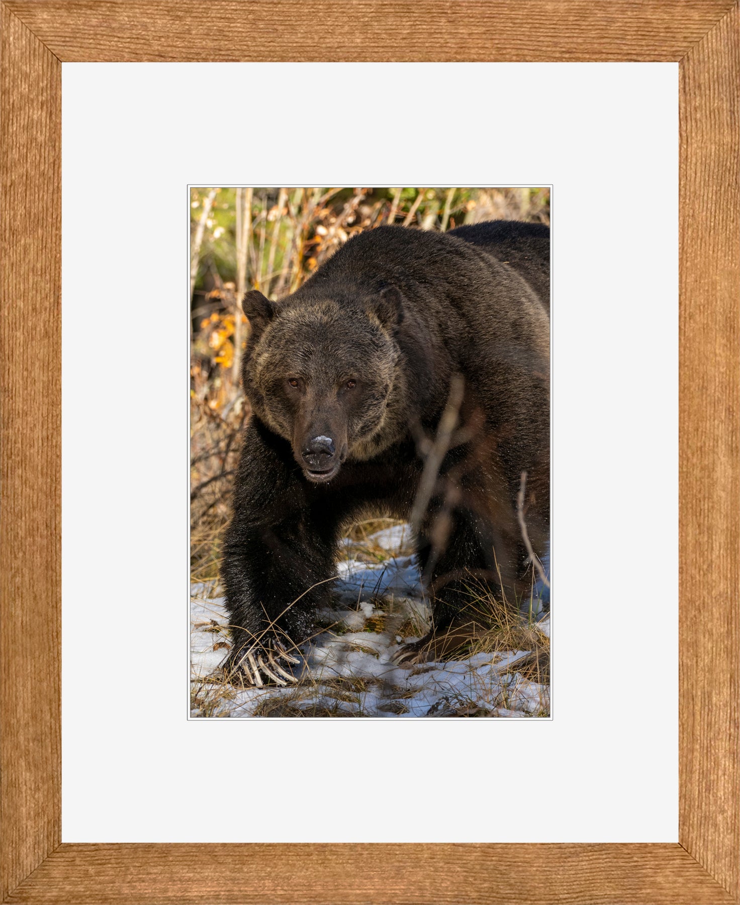 Canadian Wood Frame Brown/White Mat