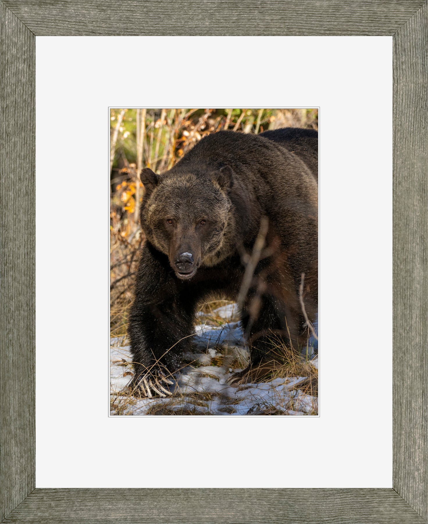 Canadian Wood Frame Grey/White Mat