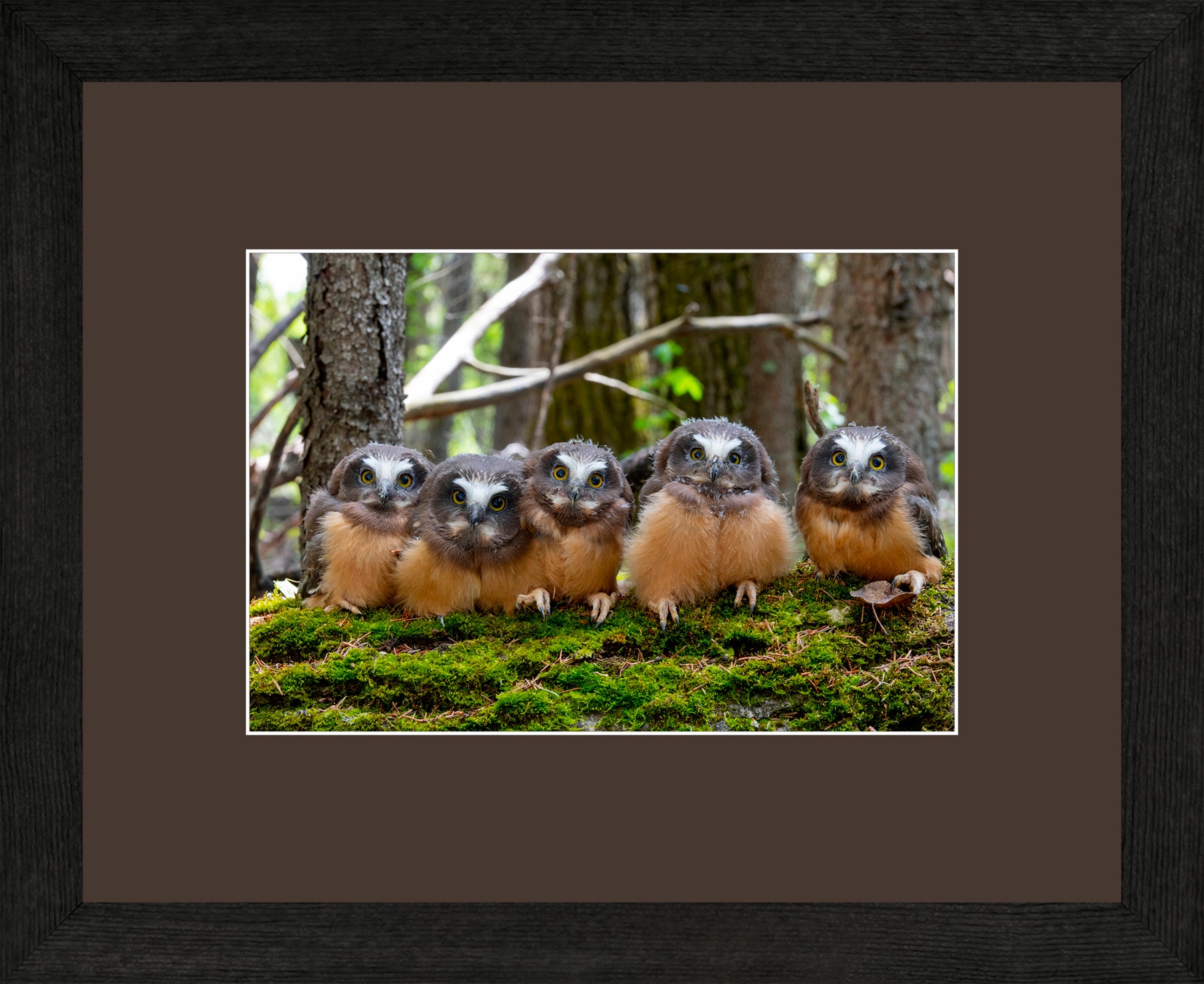 Canadian Wood Frame Black/Brown Mat
