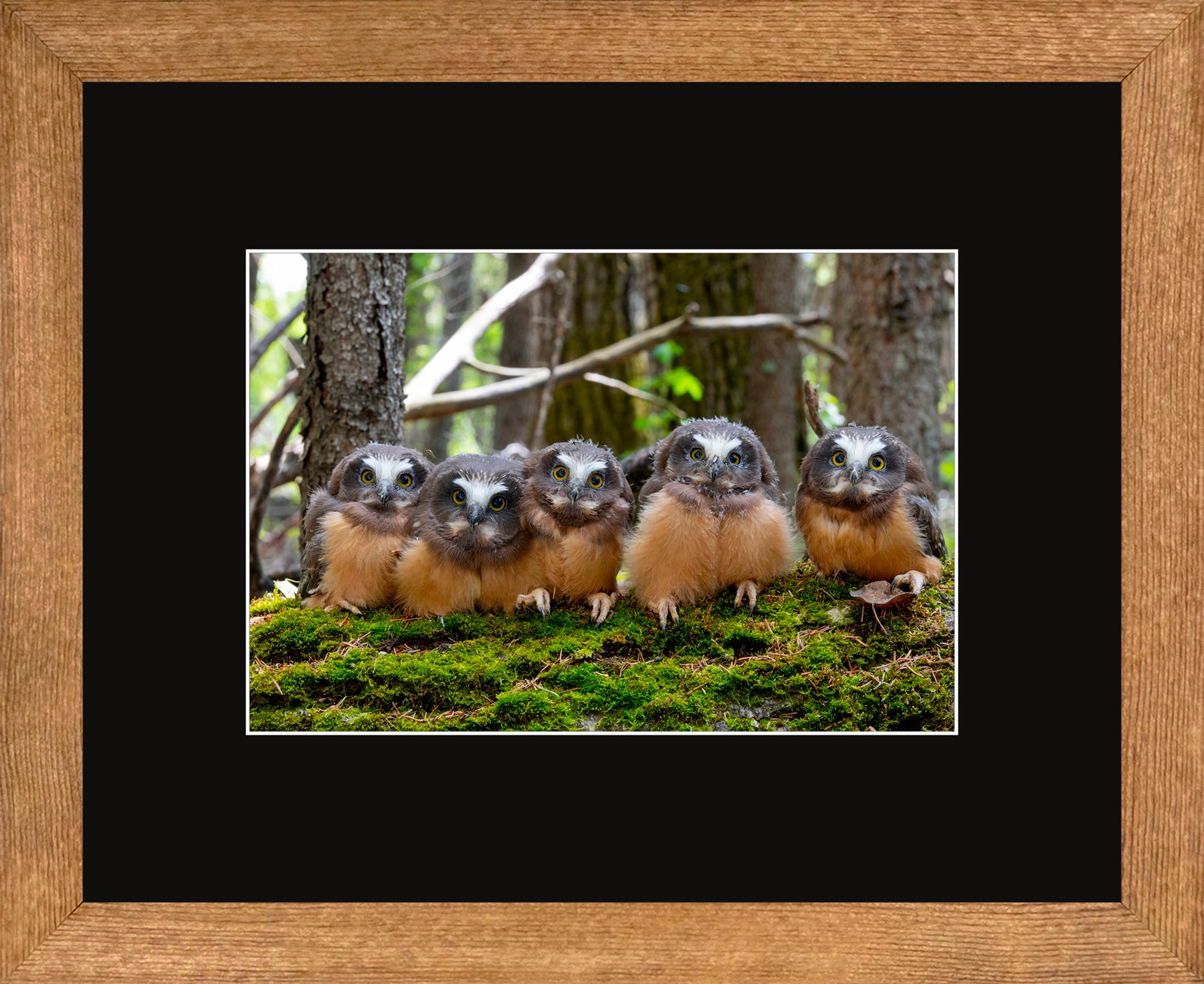 Canadian Wood Frame Brown/Black Mat