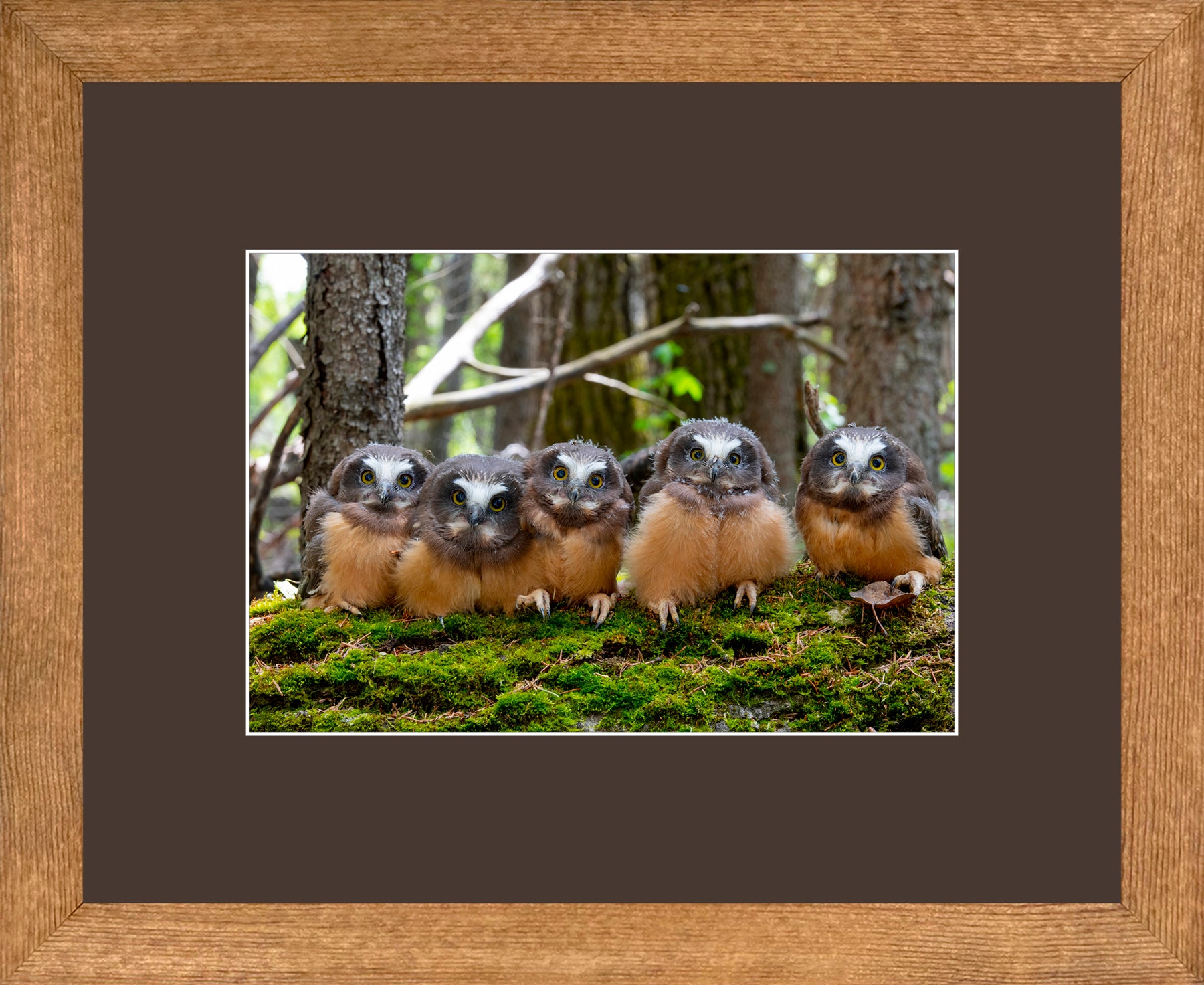 Canadian Wood Frame Brown/Brown Mat