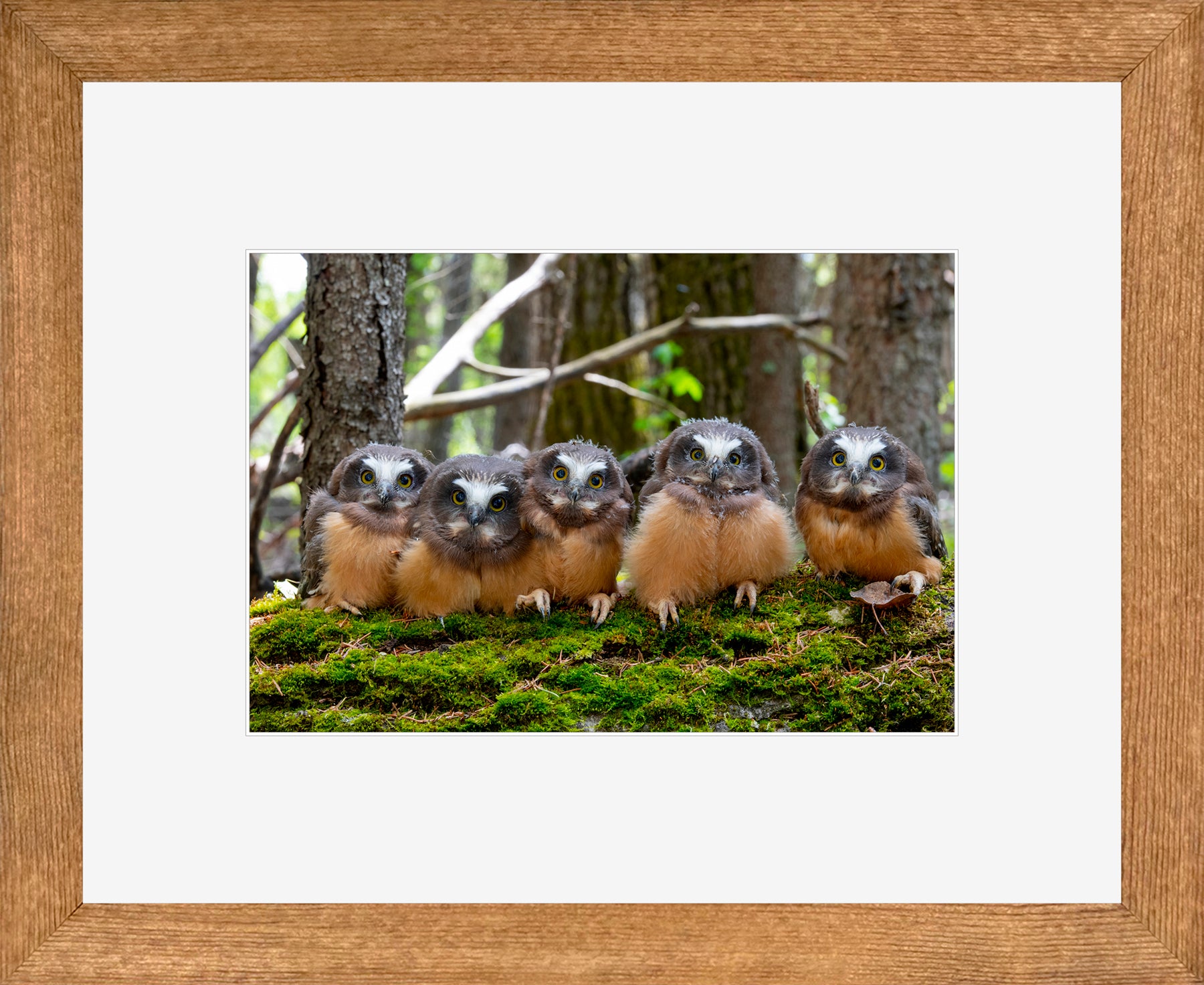 Canadian Wood Frame Brown/White Mat
