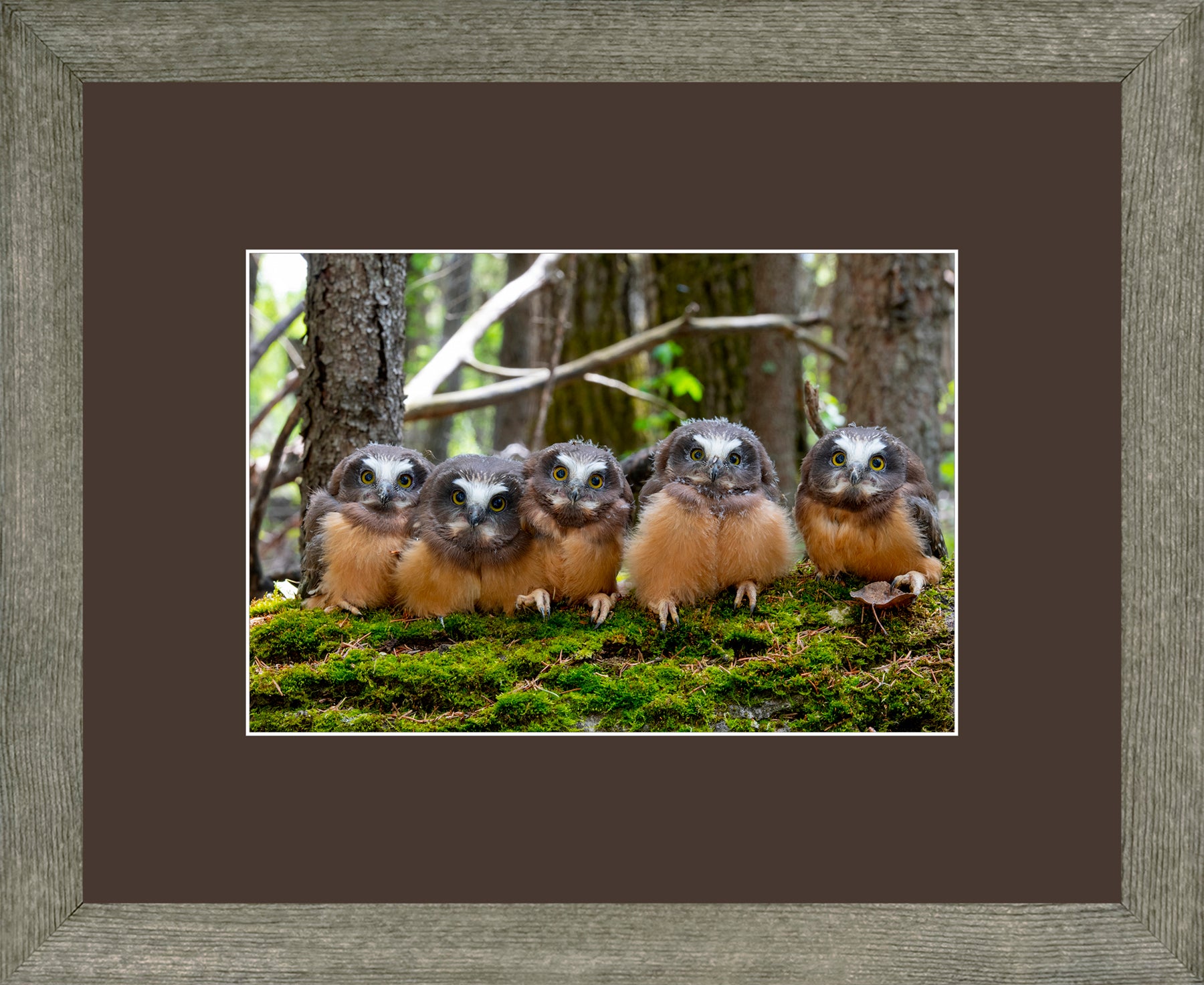Canadian Wood Frame Grey/Brown Mat
