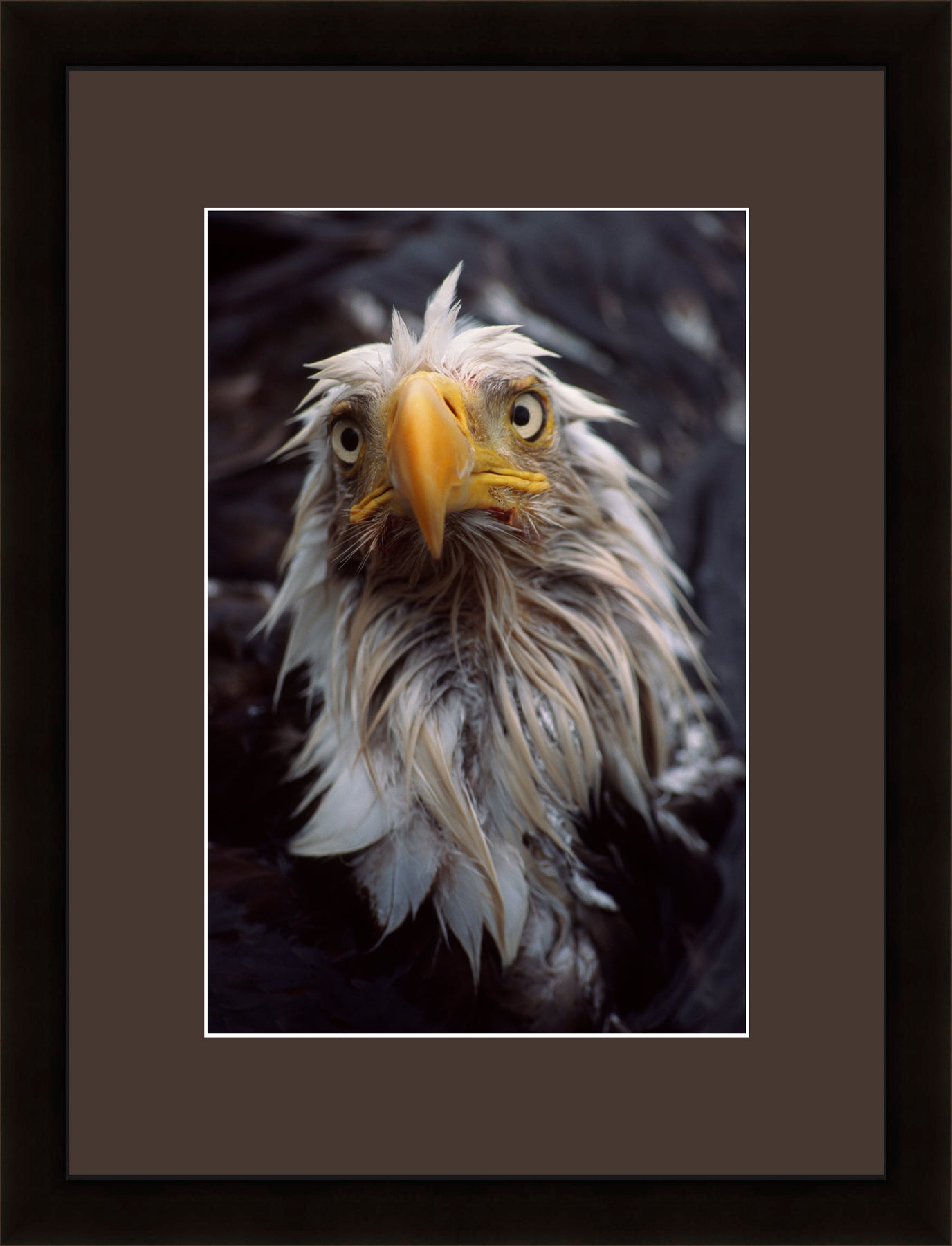 Contemporary Frame Brown Mat