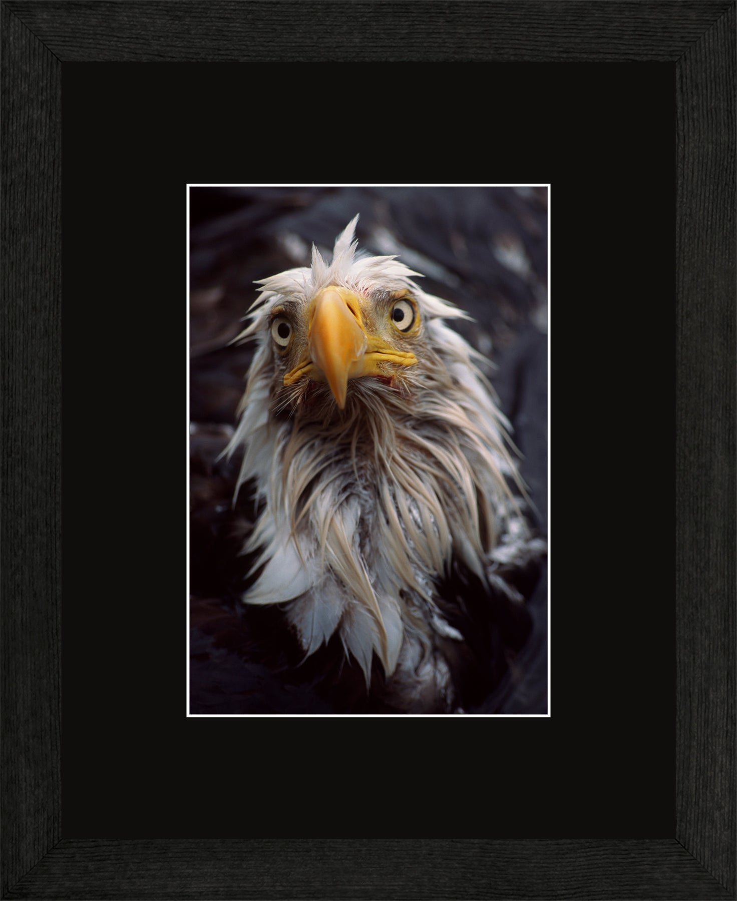 Canadian Wood Frame Black/Black Mat