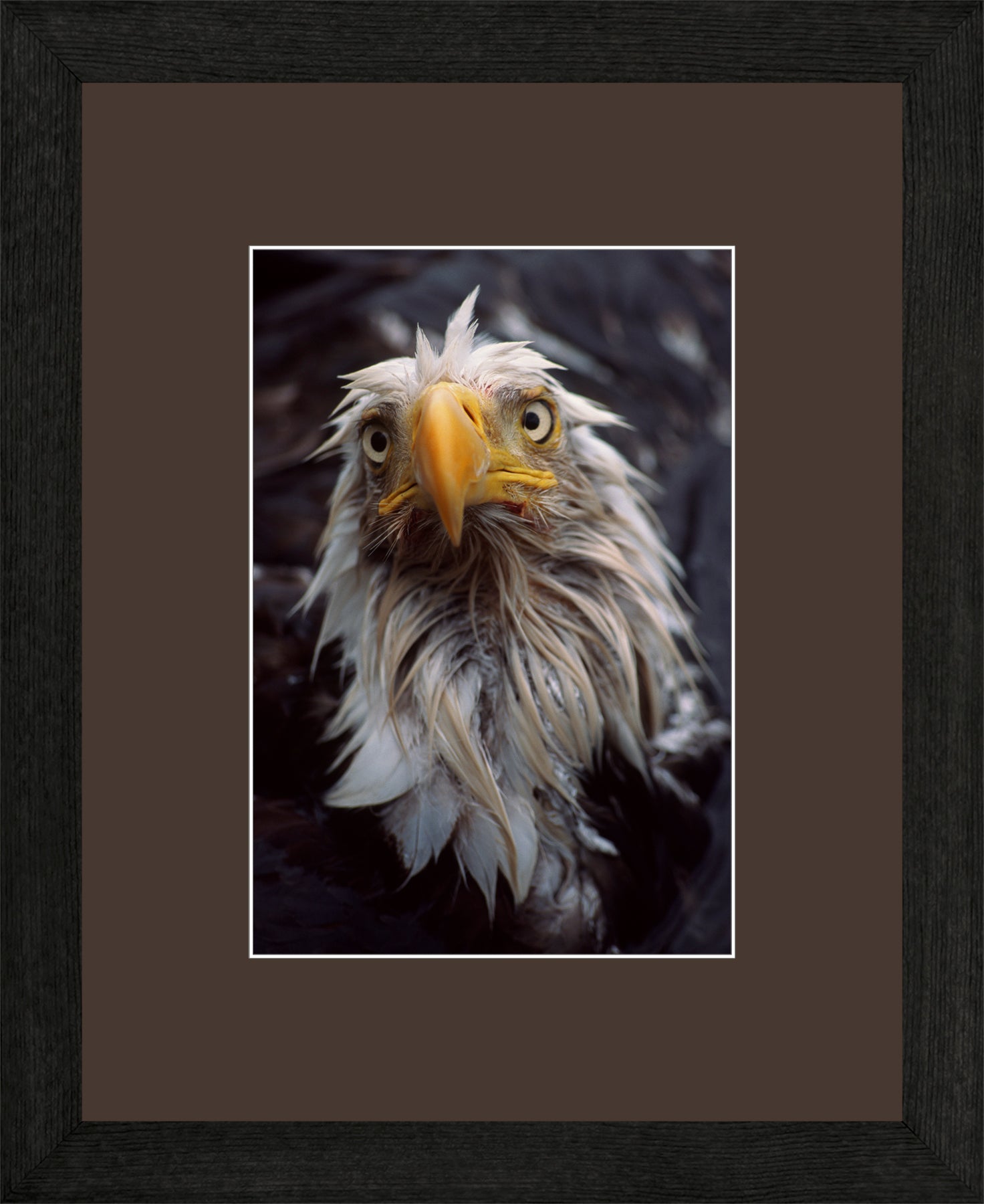 Canadian Wood Frame Black/Brown Mat