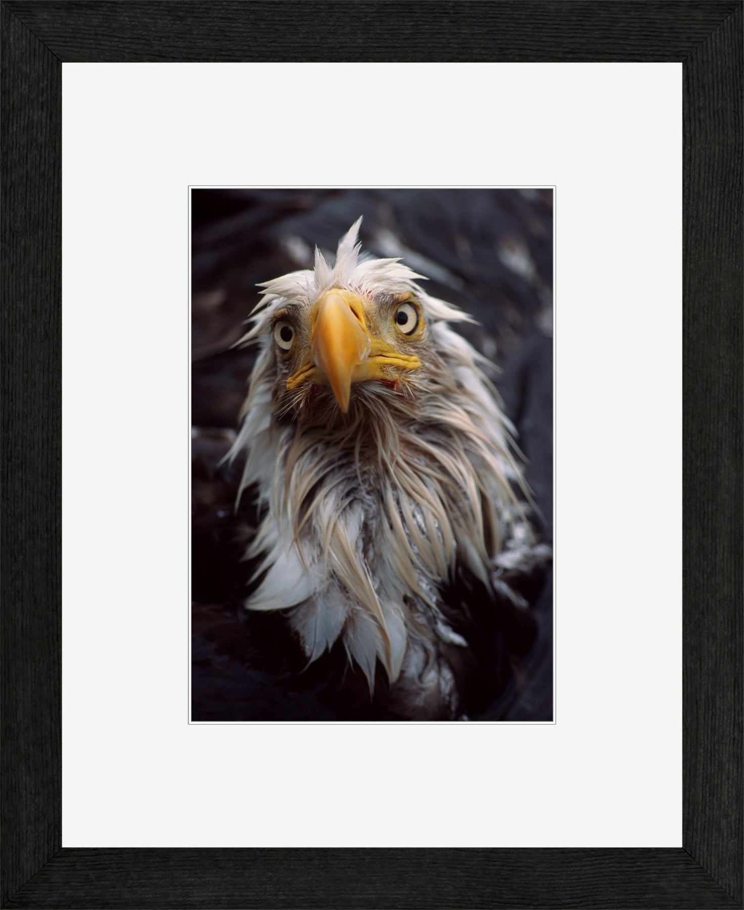 Canadian Wood Frame Black/White Mat