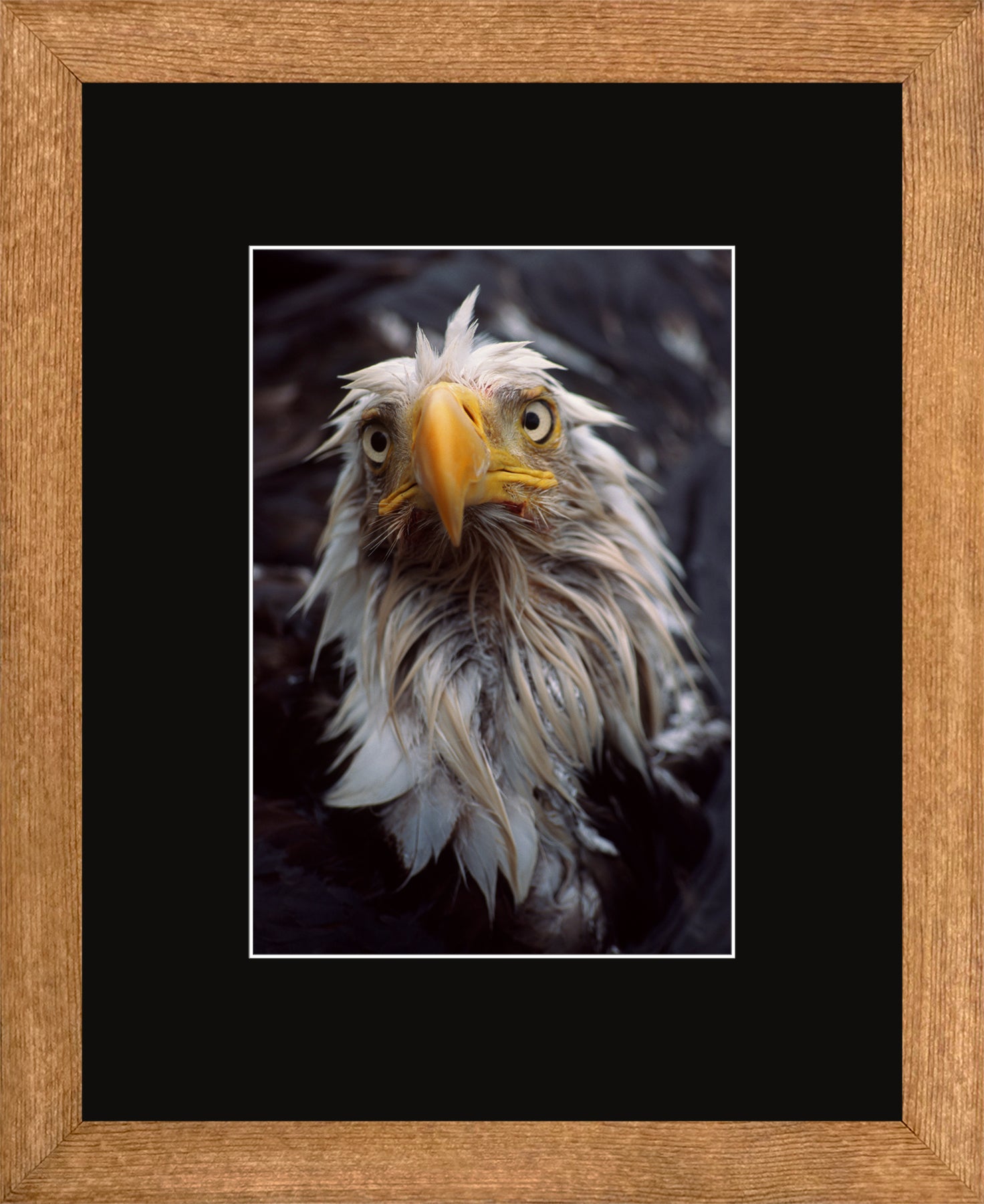 Canadian Wood Frame Brown/Black Mat