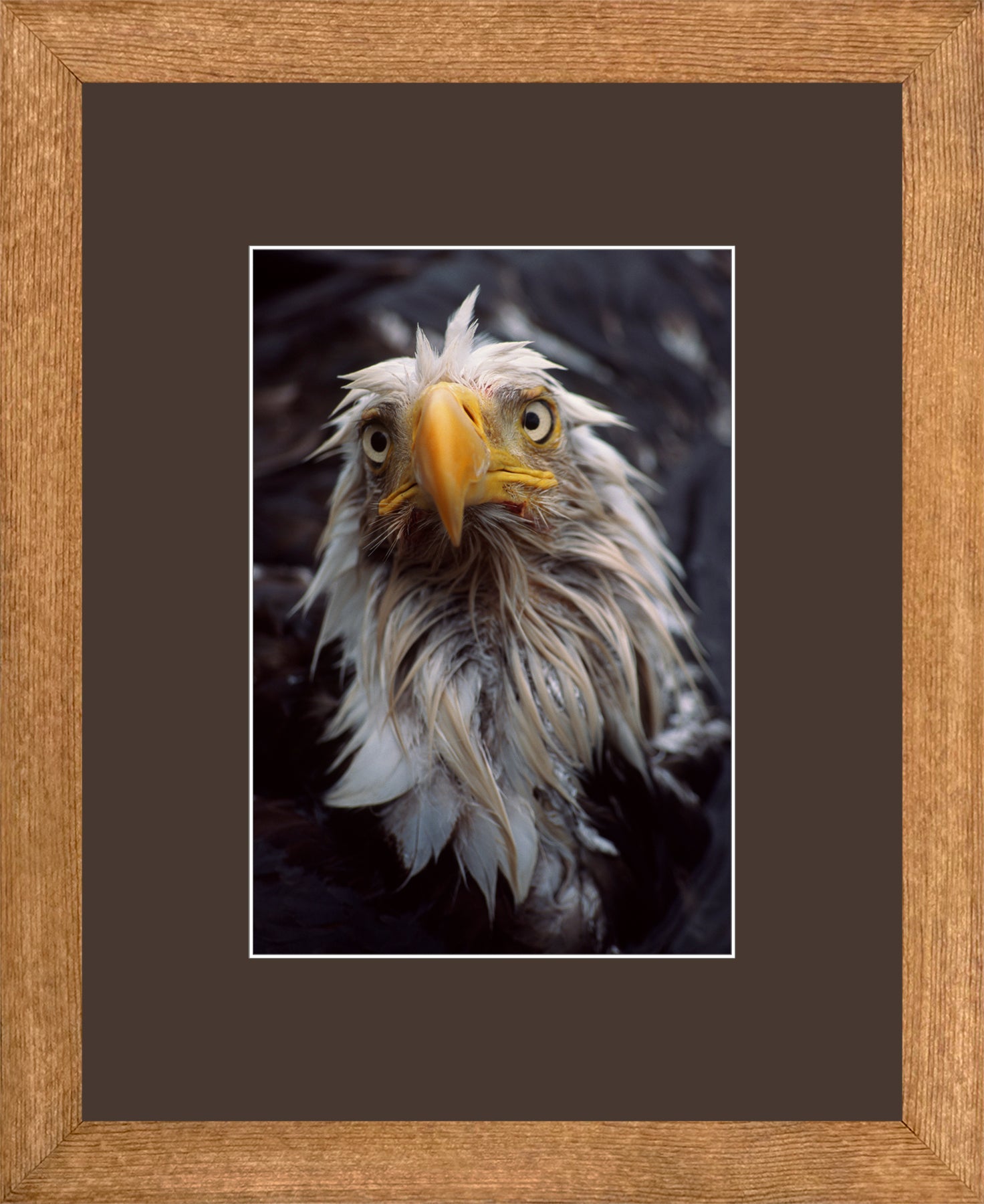 Canadian Wood Frame Brown/Brown Mat