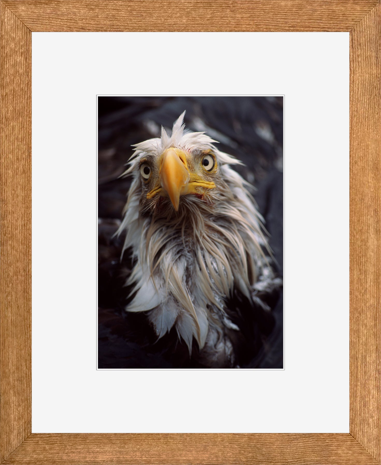 Canadian Wood Frame Brown/White Mat