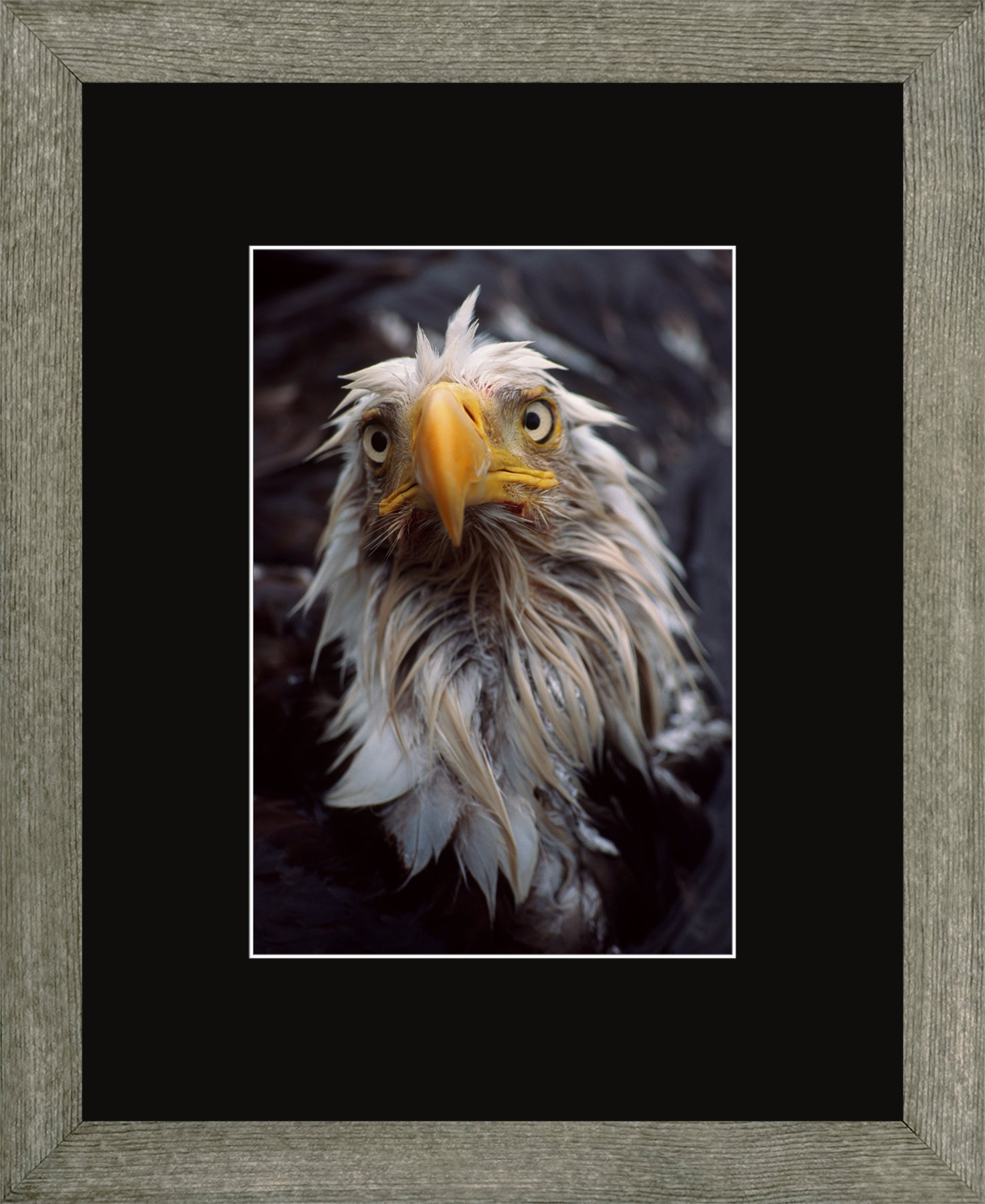 Canadian Wood Frame Grey/Black Mat