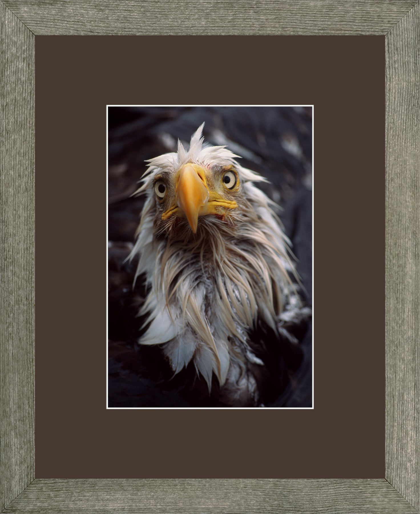 Canadian Wood Frame Grey/Brown Mat