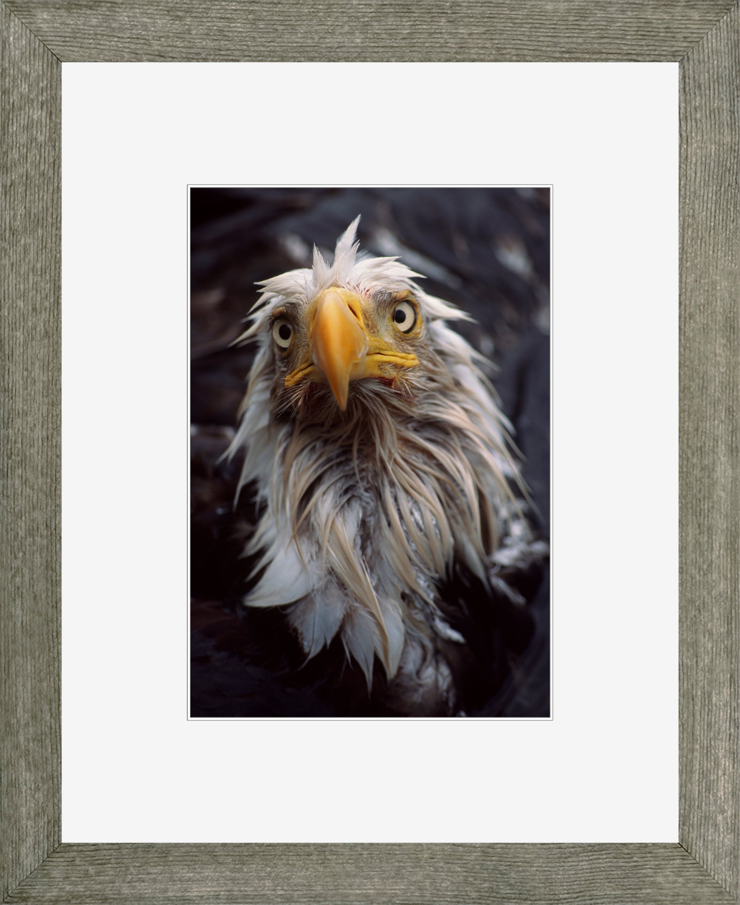 Canadian Wood Frame Grey/White Mat