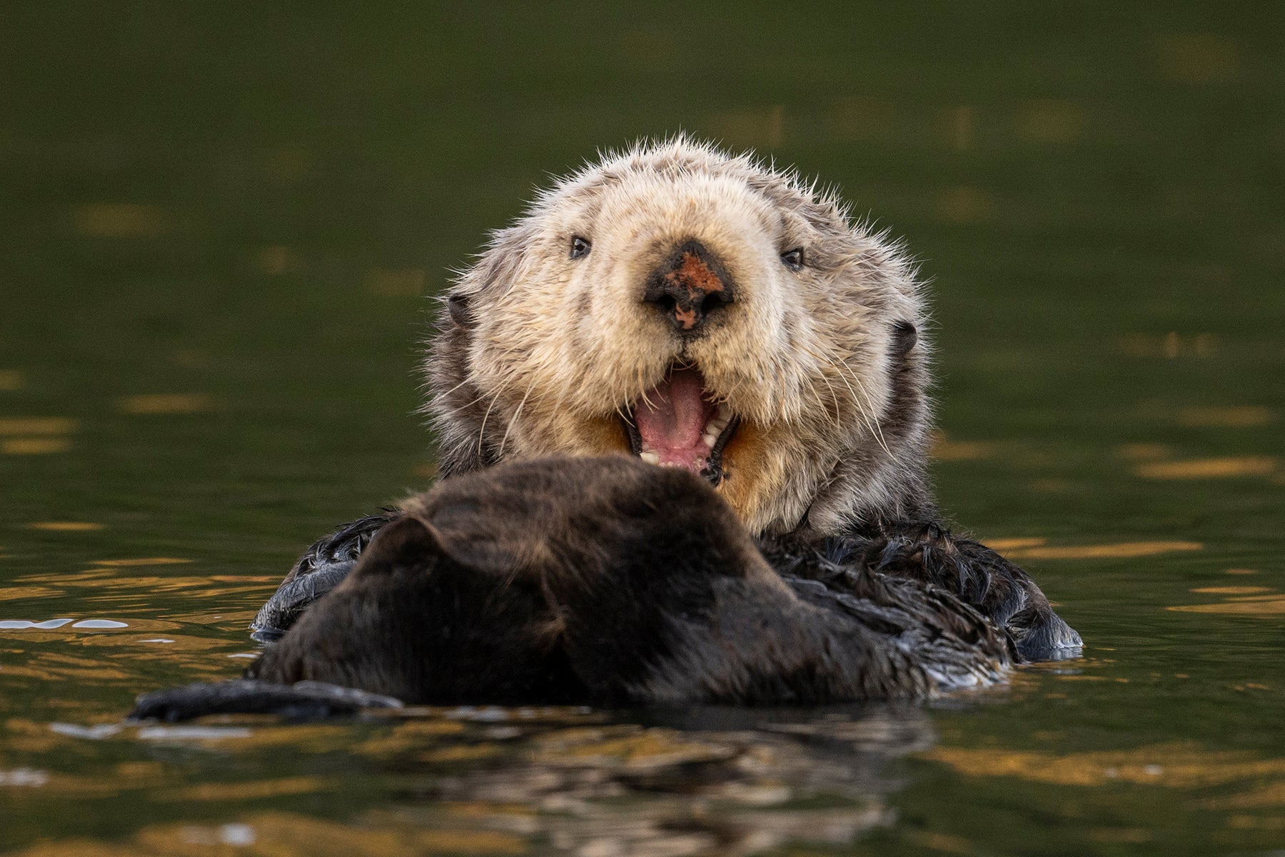 Having an Otterly Outstanding Day