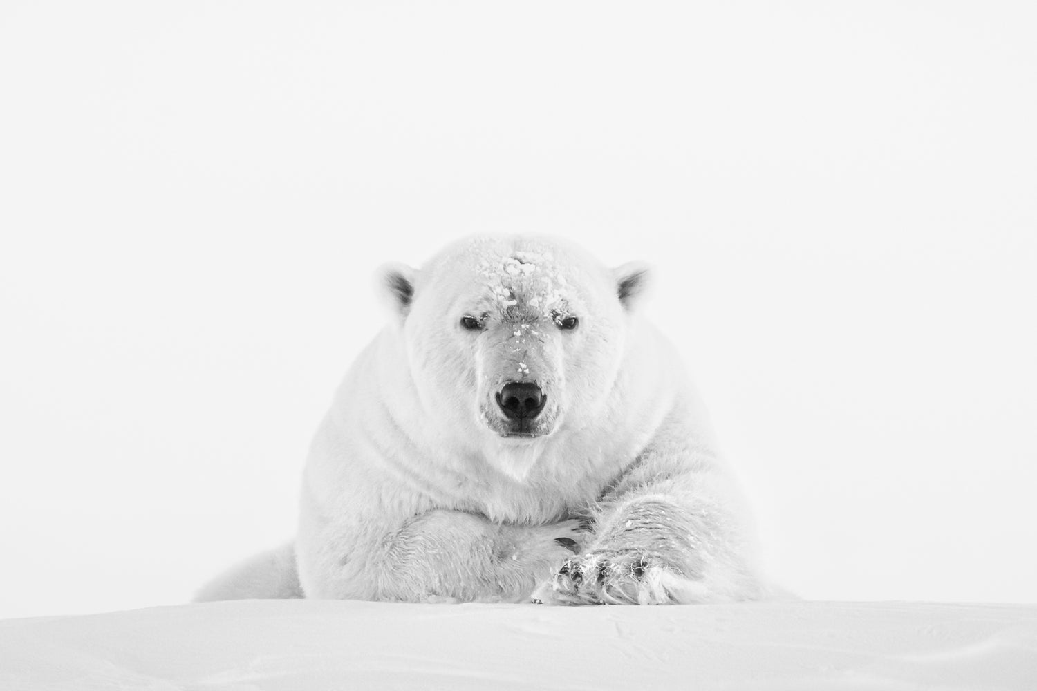 Acrylic/Printed Photo Regular