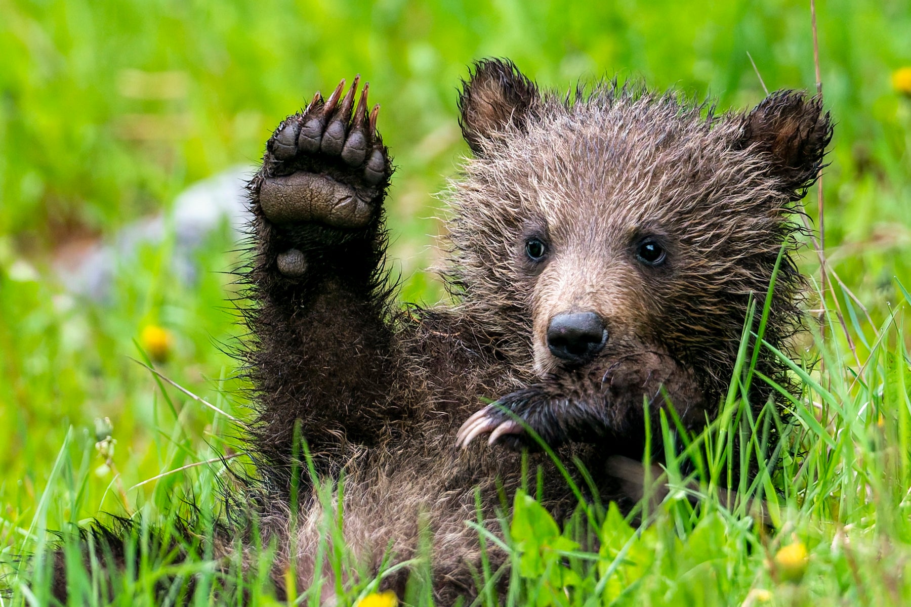 Grizzly Bears – All in the Wild