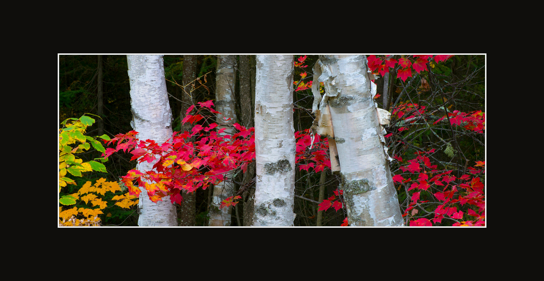 Matted Panoramic