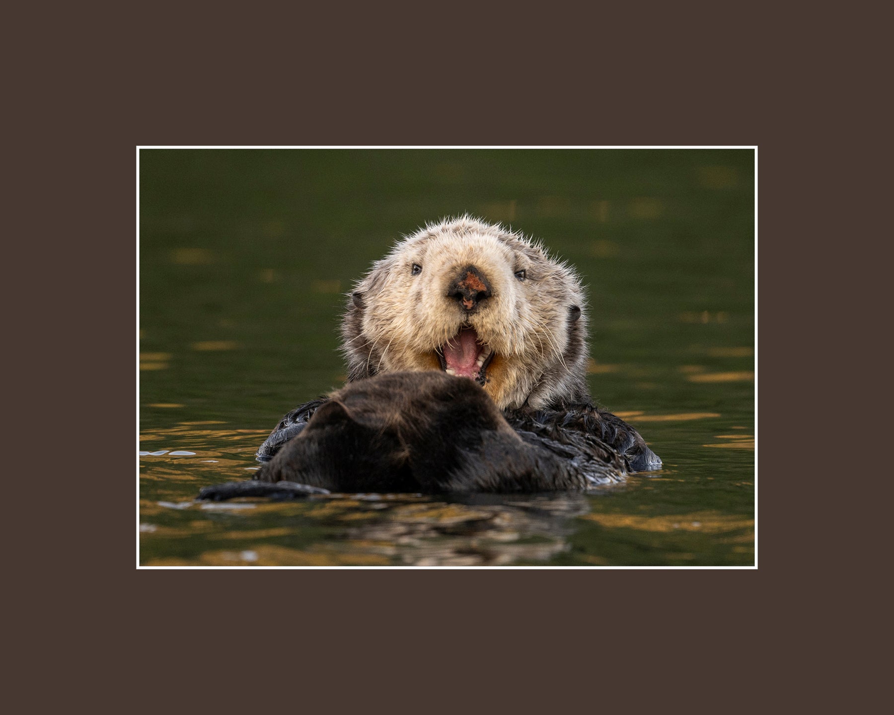 Matted Regular