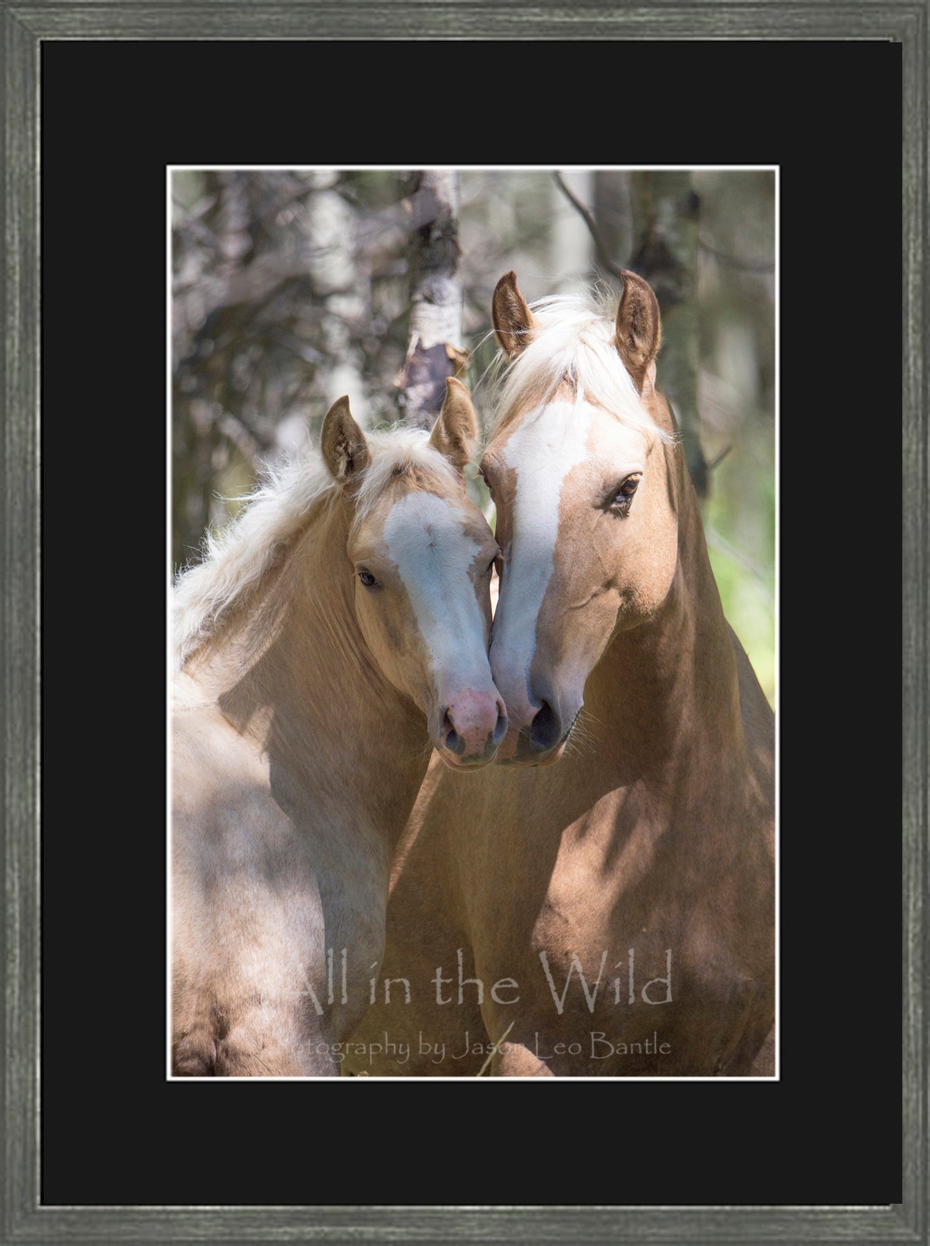 Canadian Wood Frame Regular