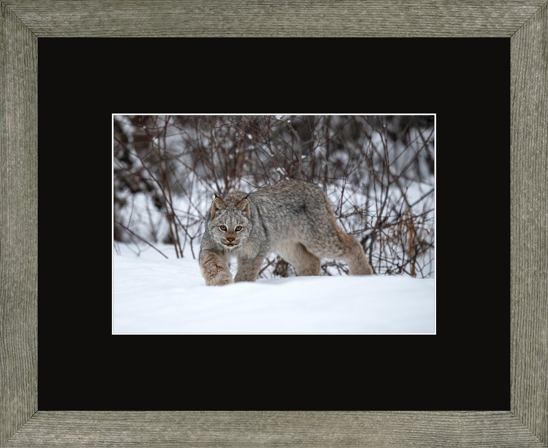 Canadian Wood Frame Regular