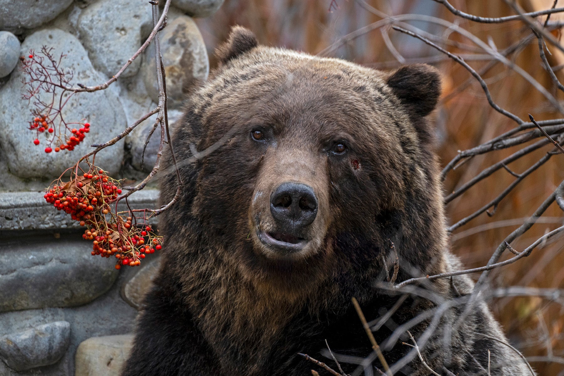 Grizzly Bears – All in the Wild