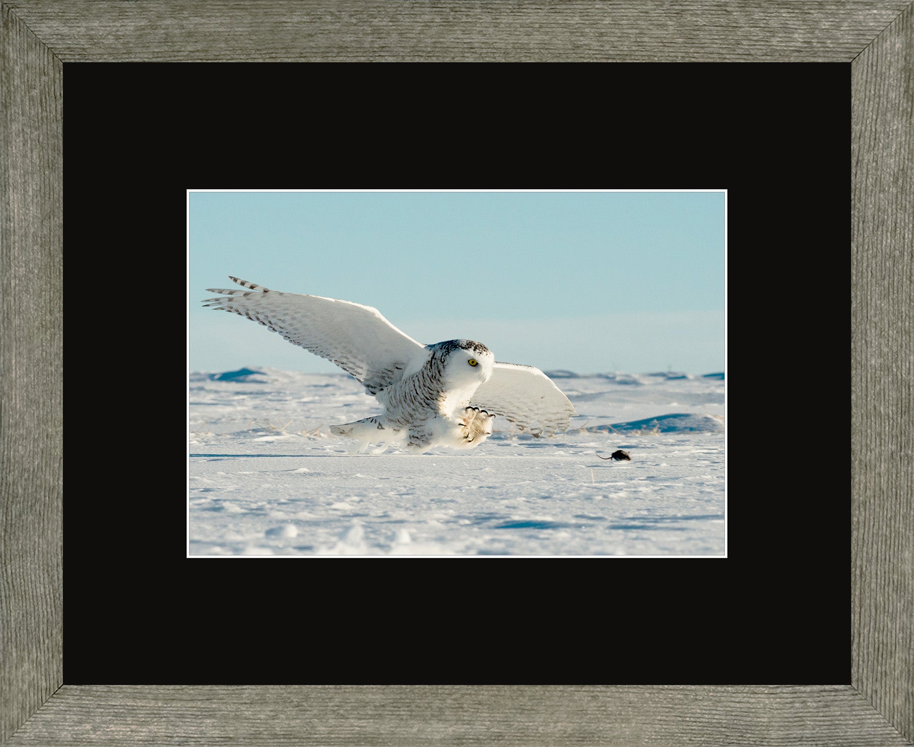 Canadian Wood Frame Regular