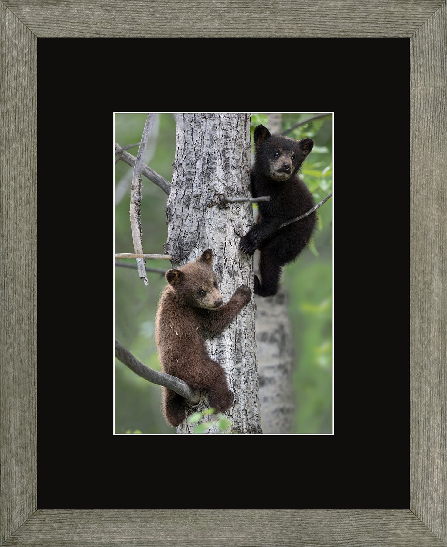 Canadian Wood Frame Regular