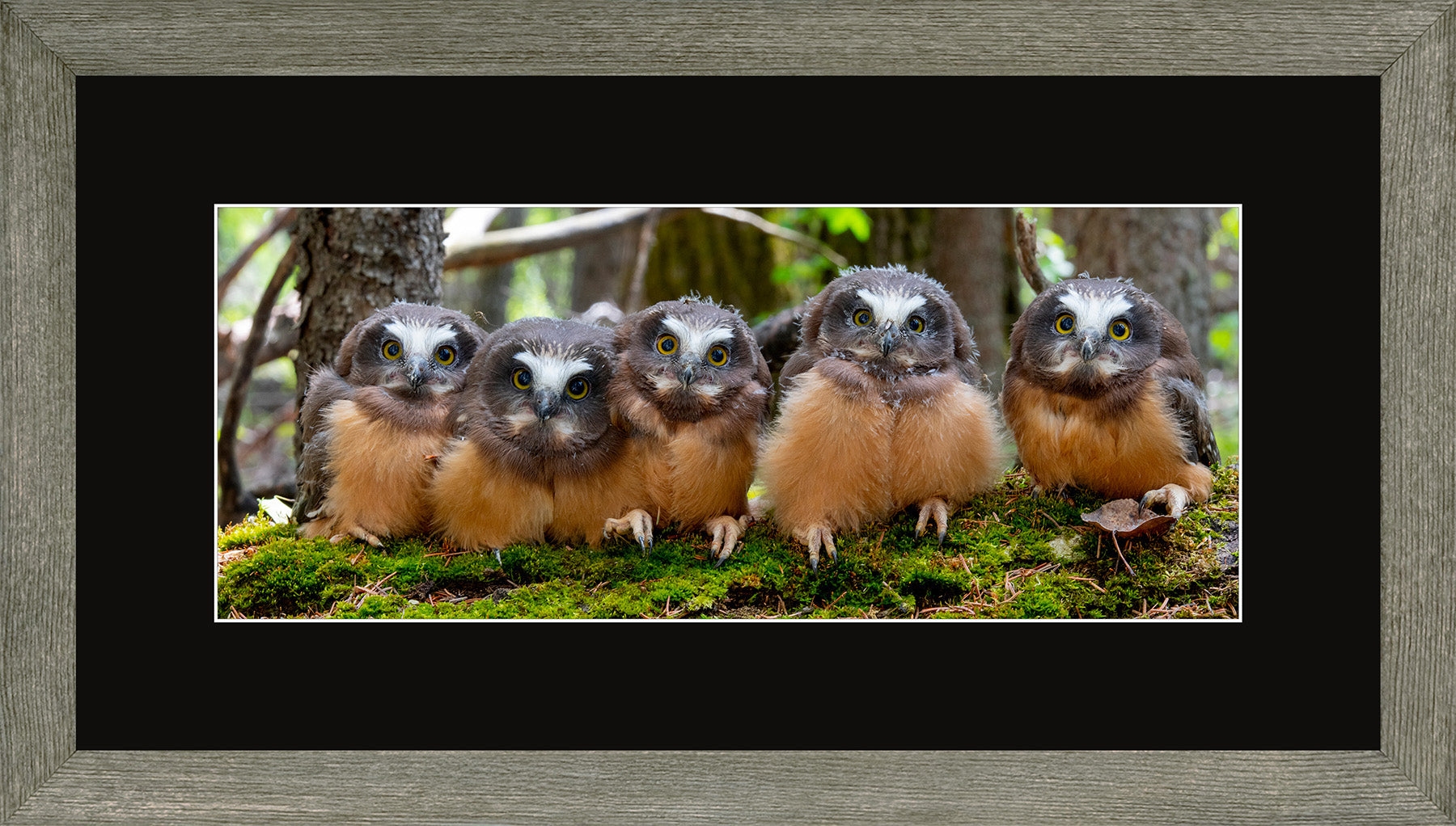 Canadian Wood Frame Panoramic