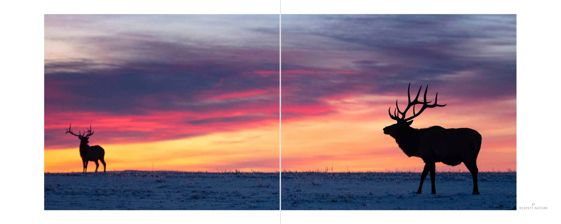 Wild Waskesiu & Beyond