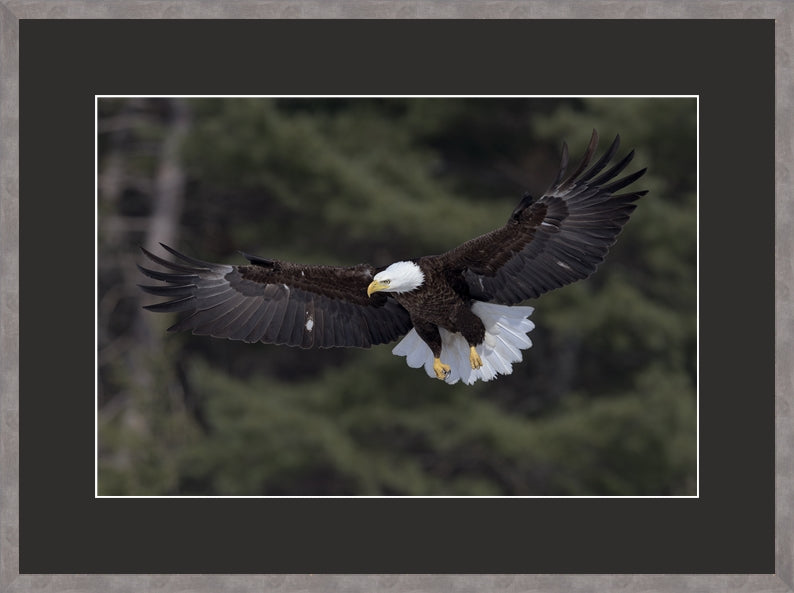 Regular Canadian Wood Frame