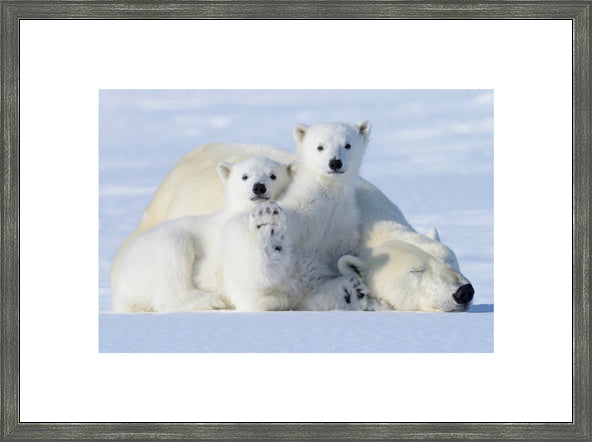 Canadian Wood Frame Regular