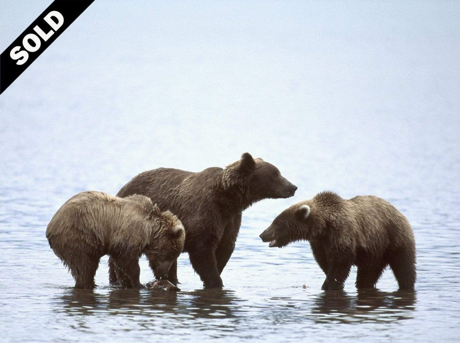 Grizzly Bear Oasis - All in the Wild