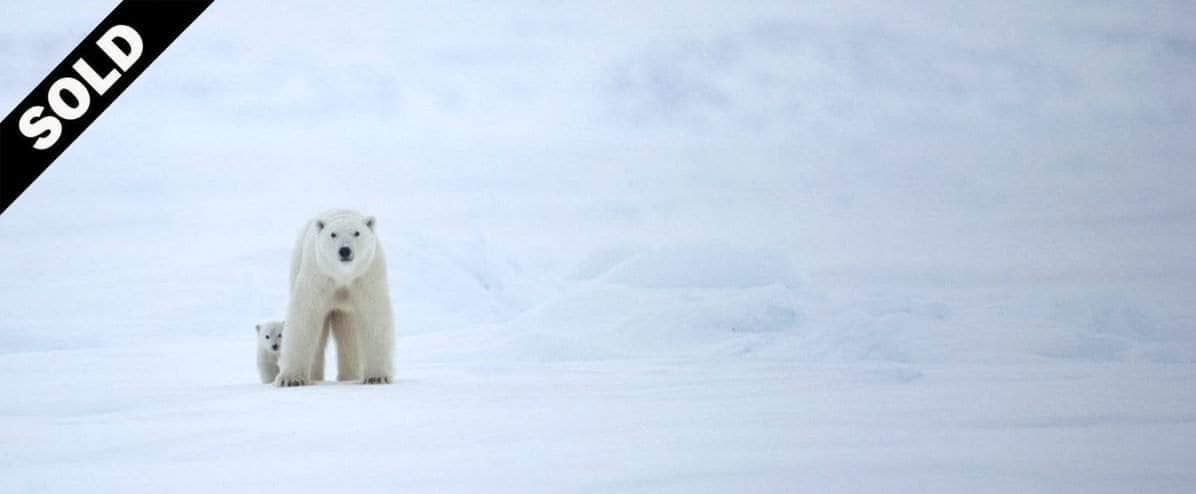 Protection - All in the Wild