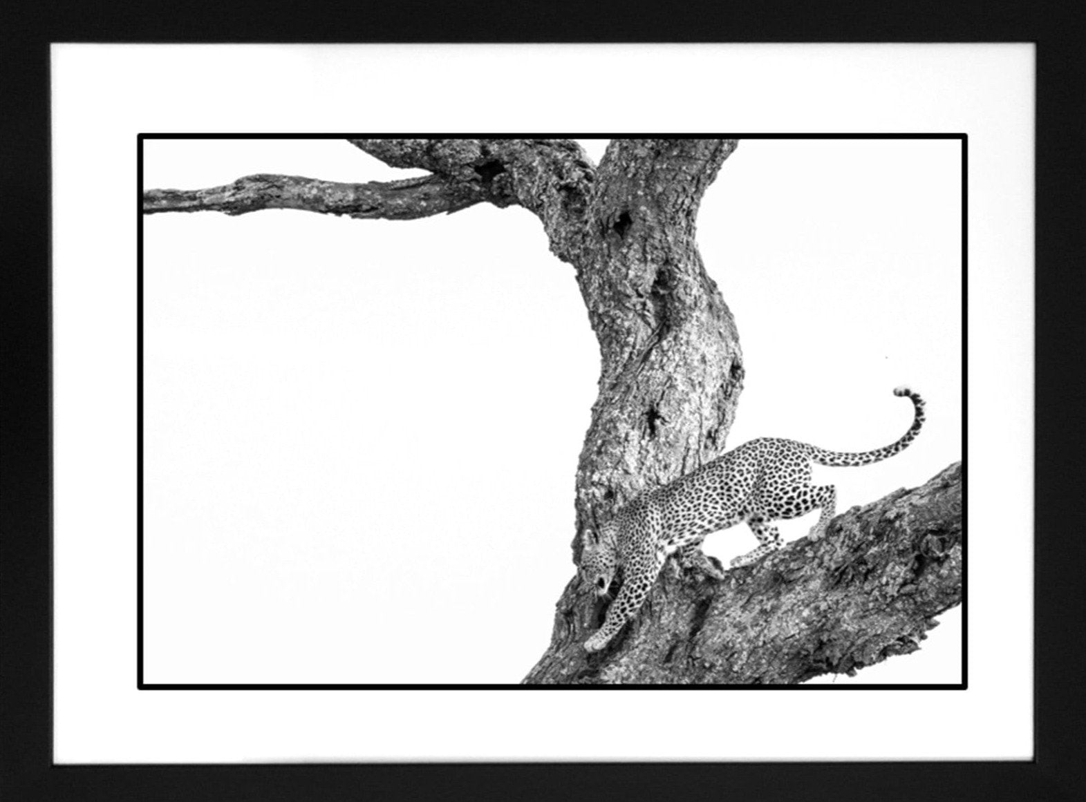 Contemporary Frame