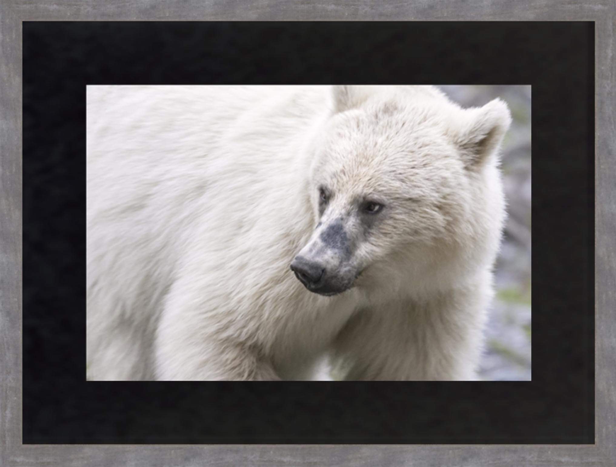 Canadian Wood Frame Regular