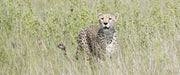 Grassland Hunter Panoramic / Matted 3X7 Photo