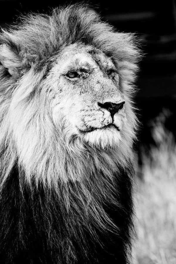 Battle Scarred All in the Wild