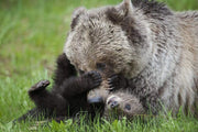 Everyone Needs A Bear Tickle Regular / Matted 5X7 Photo