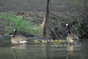 All in the Wild Photo Regular / Natural Wood Frame / 5x7 Family Time