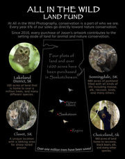 Contribute To The All In Wild Land Fund Donation