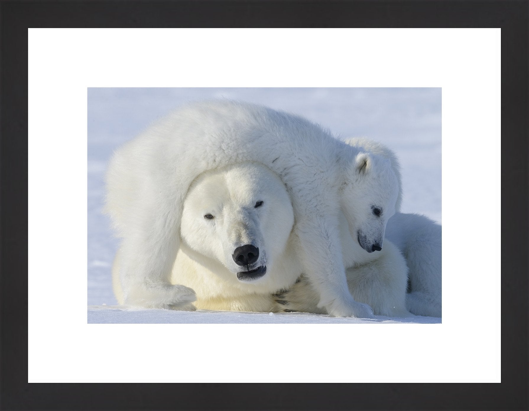 Regular Contemporary Frame