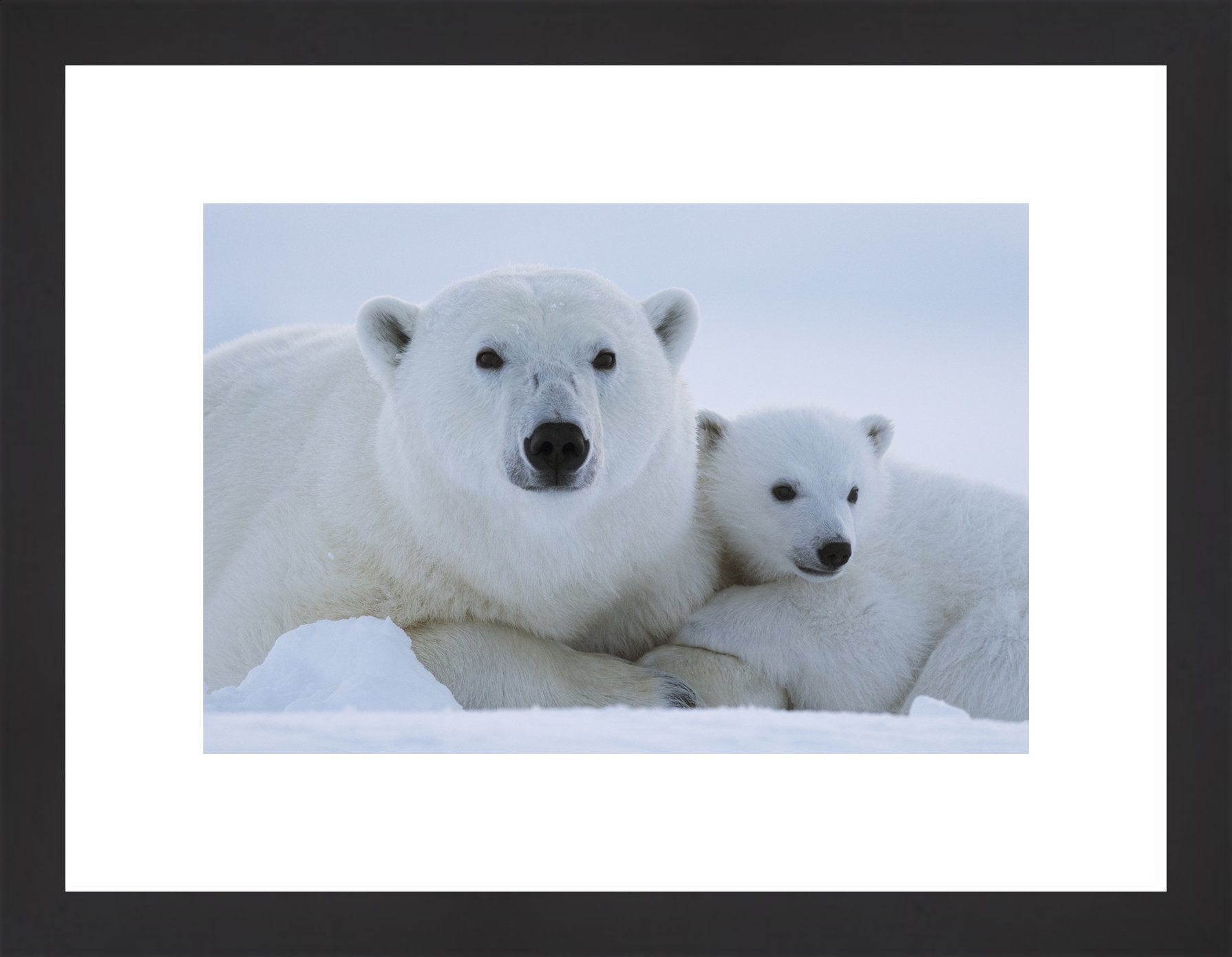Contemporary Frame Regular